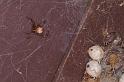 Latrodectus_hasselti_D3403_Z_85_E. of Nuendah homestead_Australie